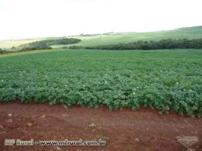 Batata inglesa diversas variedades, extras.