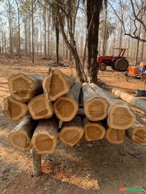 Madeira Teca Serrada Imagem Madeira Teca Serrada