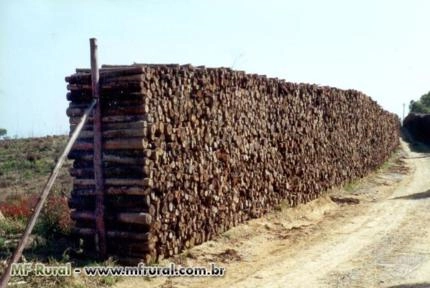 Vendo Lenha de Eucalipto para Caldeiras e Fornalhas Imagem Vendo Lenha de Eucalipto para Caldeiras e Fornalhas