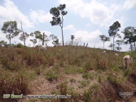 Fazenda em Pedro Afonso-TO com 566 hectares