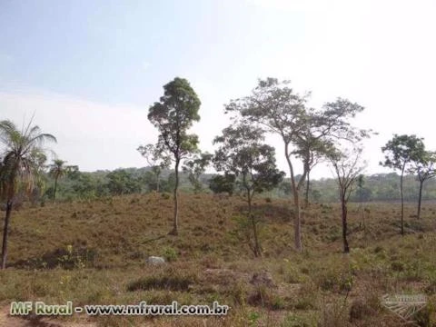 Fazenda em Pedro Afonso-TO com 566 hectares