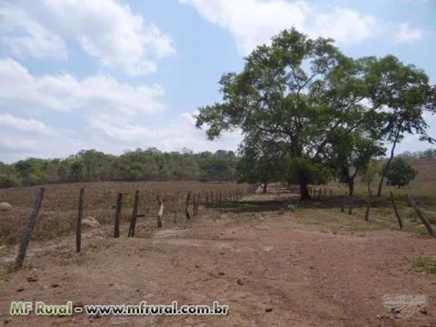 Fazenda em Pedro Afonso-TO com 566 hectares