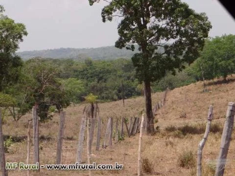 Fazenda em Pedro Afonso-TO com 566 hectares