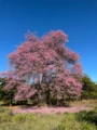 Árvore Baobá