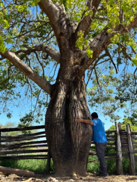 Árvore Baobá