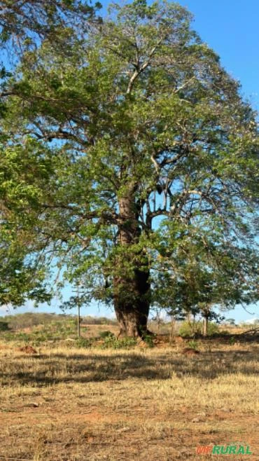 Árvores do Cerrado