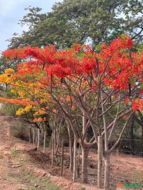 Árvores do Cerrado