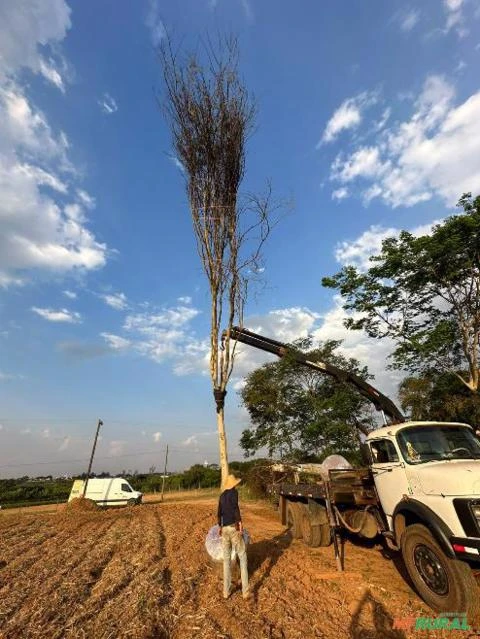 Palmeiras do Cerrado