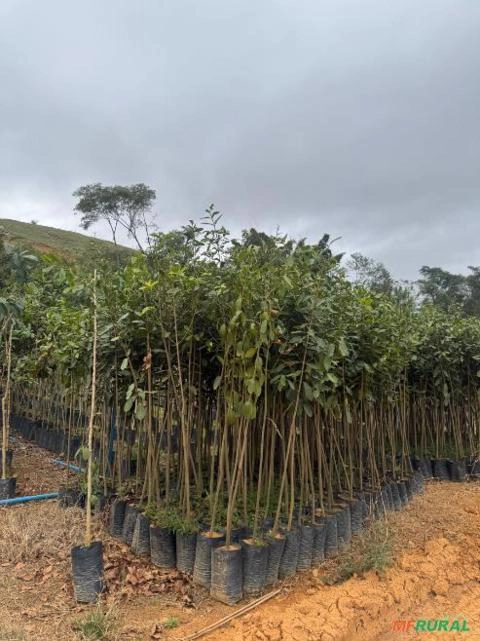 Ipê Amarelo Imagem Ipê Amarelo