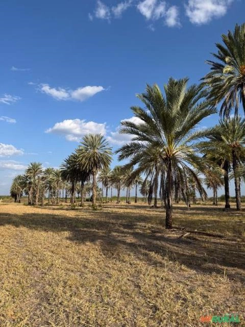 Tamareiras Medjool Imagem Tamareiras Medjool