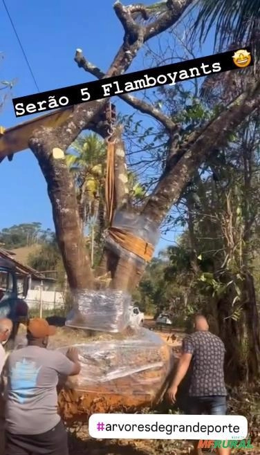 Flamboyant Imagem Flamboyant