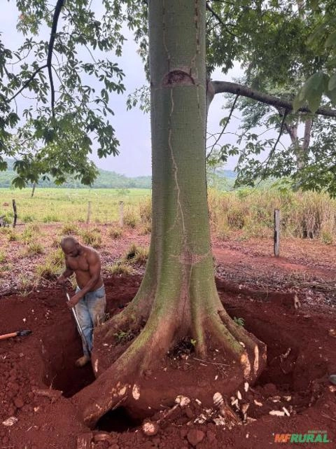 Samauma Imagem Samauma