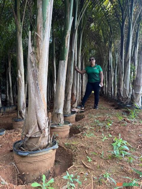 Palmeira Imperial Imagem Palmeira Imperial