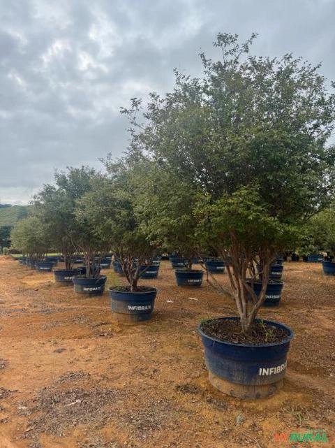 Jabuticabeira Adulta Imagem Jabuticabeira Adulta