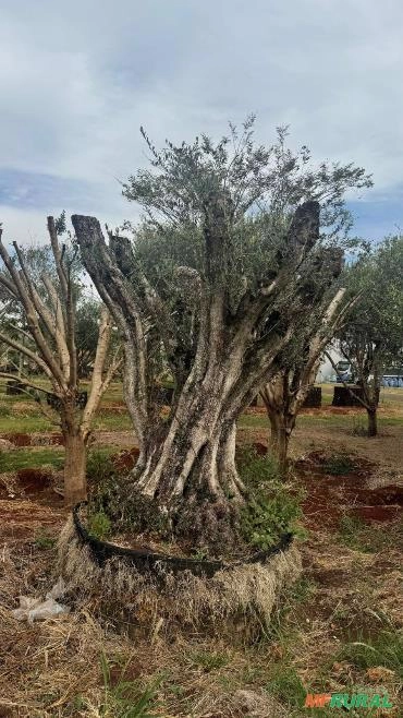 Oliveira semi adulta Imagem Oliveira semi adulta