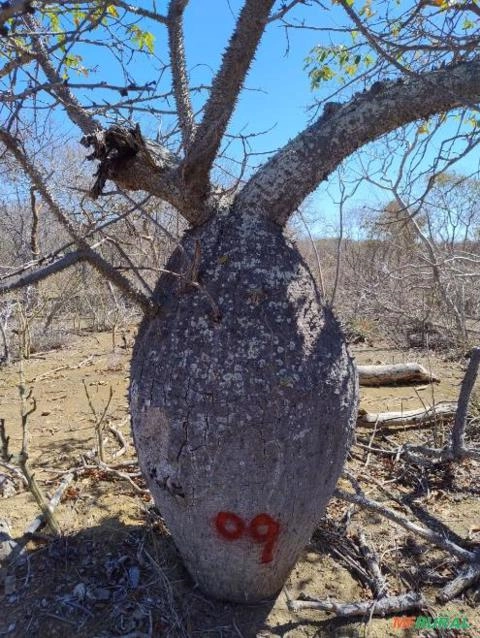 Cavallinesia Arbórea Imagem Cavallinesia Arbórea