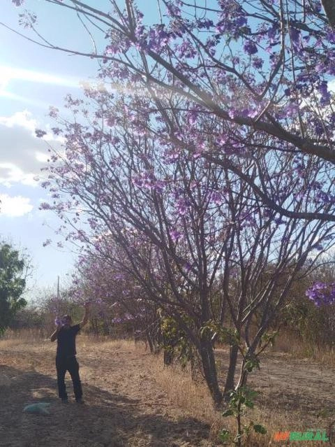 Jacarandá Imagem Jacarandá