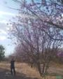 Jacarandá Imagem Jacarandá