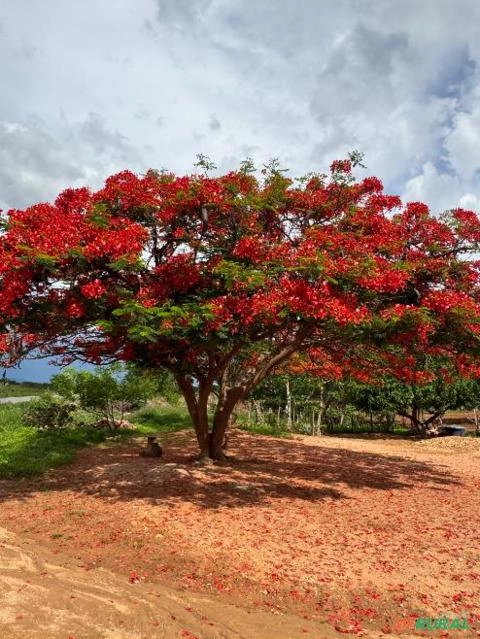 Flamboyants Imagem Flamboyants