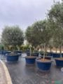 Oliveiras Imagem Oliveiras