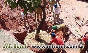 Mudas Nativas DAP 0,3-0,5 Imagem Mudas Nativas DAP 0,3-0,5