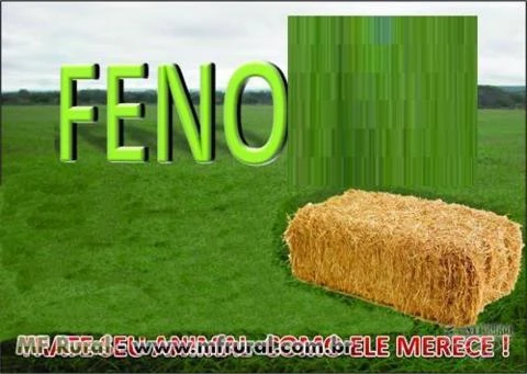 FENO