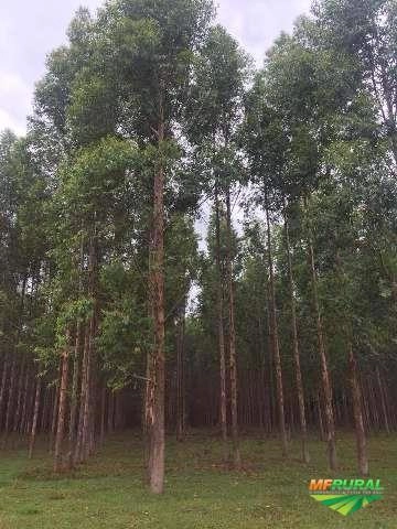 Eucaliptos urograndis de 6 e 7 anos, toras de 15 a 30 cm de diametro Imagem Eucaliptos urograndis de 6 e 7 anos, toras de 15 a 30 cm de diametro