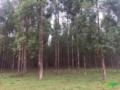 Eucaliptos urograndis de 6 e 7 anos, toras de 15 a 30 cm de diametro Imagem Eucaliptos urograndis de 6 e 7 anos, toras de 15 a 30 cm de diametro