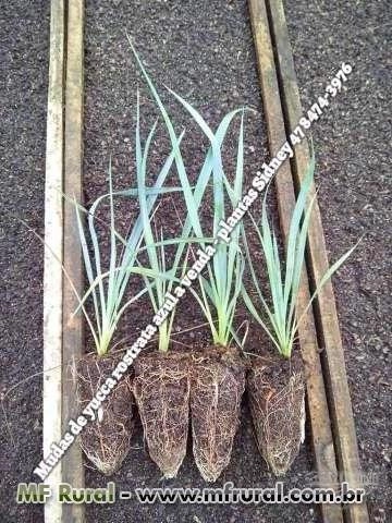 Yucca rostrata seedligs plantas de deserto Imagem Yucca rostrata seedligs plantas de deserto