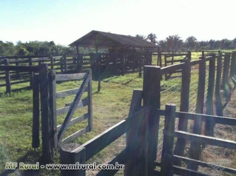 Fazenda Araguaína - TO