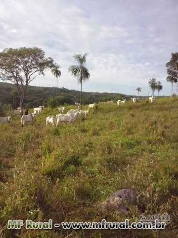 Fazenda com 348,48 hectares ( Pedro Afonso - TO )