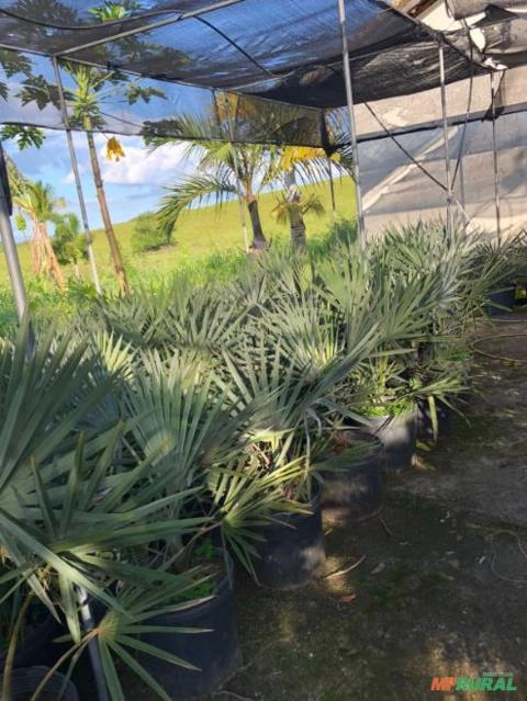 Imagem Mudas de PALMEIRA AZUL (Bismarckia nobilis), Rabo-de-raposa Imagem Mudas de PALMEIRA AZUL (Bismarckia nobilis), Rabo-de-raposa