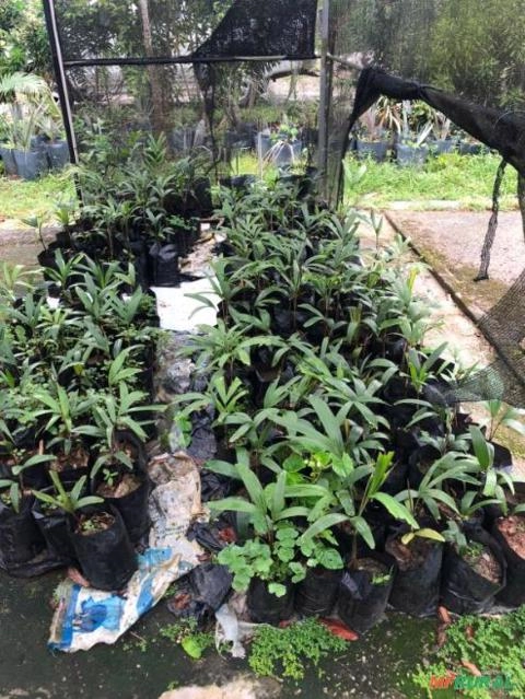 Imagem Mudas de PALMEIRA AZUL (Bismarckia nobilis), Rabo-de-raposa Imagem Mudas de PALMEIRA AZUL (Bismarckia nobilis), Rabo-de-raposa