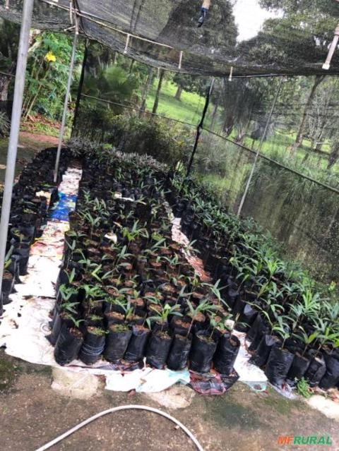 Imagem Mudas de PALMEIRA AZUL (Bismarckia nobilis), Rabo-de-raposa Imagem Mudas de PALMEIRA AZUL (Bismarckia nobilis), Rabo-de-raposa