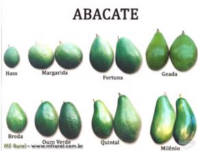 Mudas de Abacate - Enxertadas - Diversas Variedades