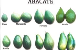 Mudas de Abacate - Enxertadas - Diversas Variedades