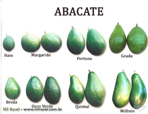 Mudas de Abacate - Enxertadas - Diversas Variedades