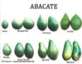 Mudas de Abacate - Enxertadas - Diversas Variedades Imagem Mudas de Abacate - Enxertadas - Diversas Variedades