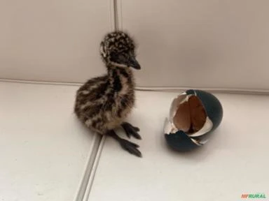 Emu australianos
