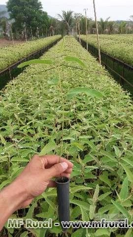 Mudas de Eucalipto Citrodora Imagem Mudas de Eucalipto Citrodora