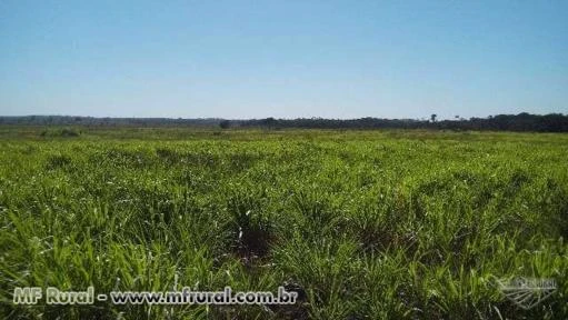 FAZENDA NO MARANHAO