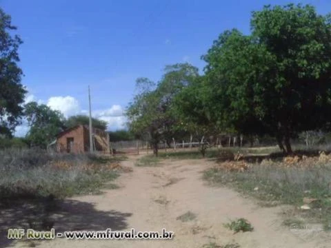 Fazenda de 362ha em Canto Do Buriti-Pi