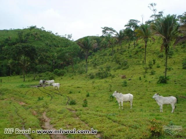 Fazenda em Niquelandia - GO 987 hectares