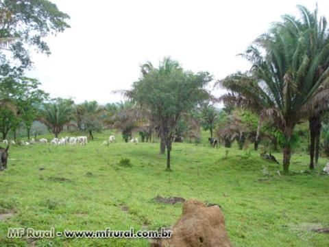 Fazenda em Niquelandia - GO 987 hectares