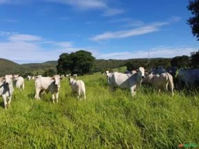 Fazenda de pecuária noroeste de Minas