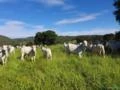 Fazenda de pecuária noroeste de Minas