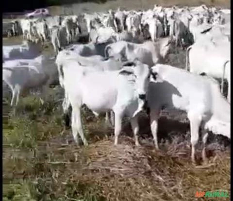 Bezerros Nelore Imagem Bezerros Nelore