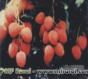 Mudas Frutiferas Produzindo Imagem Mudas Frutiferas Produzindo