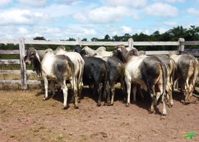 TOURINHOS GUZERÁ NO PARÁ Imagem TOURINHOS GUZERÁ NO PARÁ