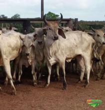 NOVILHAS GUZERÁ PO REGISTRADAS E VACAS DA LINHAGEM MF